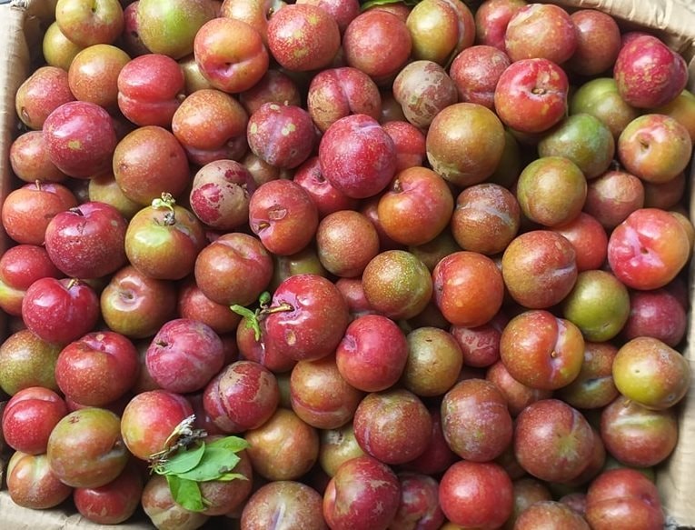 Mận hậu trái mùa giá đắt hơn bò Mỹ... nhiều người vẫn quyết mua đãi khách dịp Tết - Ảnh 1.