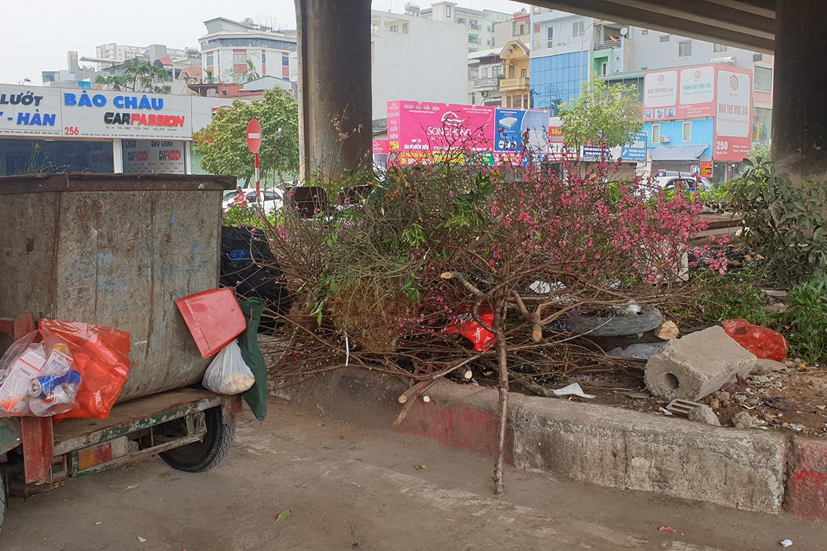 Sau tết, công nhân vệ sinh môi trường vất vả thu gom đào, quất bị vứt đầy đường - Ảnh 2.