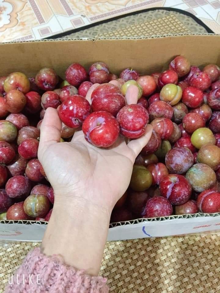 Mận hậu Mộc Châu trái mùa, năm nay giá rẻ chưa từng thấy - Ảnh 1.
