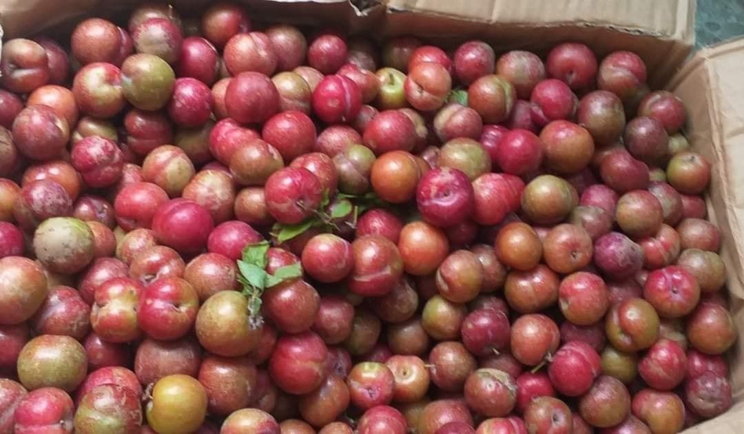 Mận hậu Mộc Châu trái mùa, năm nay giá rẻ chưa từng thấy - Ảnh 2.