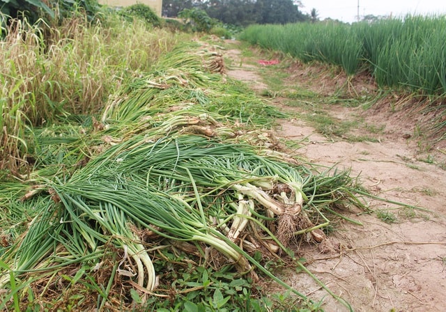 Hành lá rẻ như cho, bán 3 kg không mua nổi 1 cốc trà đá: Dân nhổ, vứt bỏ - Ảnh 2.