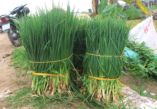 Hành lá rẻ như cho, bán 3 kg không mua nổi 1 cốc trà đá: Dân nhổ, vứt bỏ - Ảnh 5.