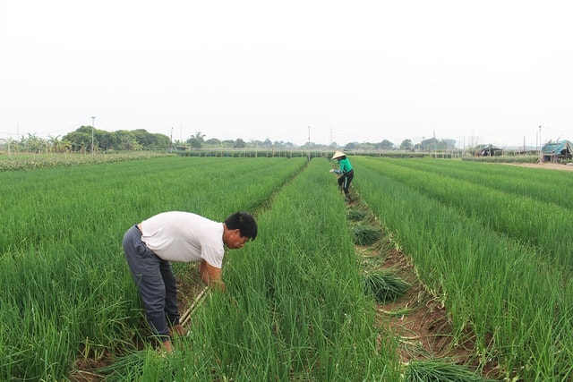 Hành lá rẻ như cho, bán 3 kg không mua nổi 1 cốc trà đá: Dân nhổ, vứt bỏ - Ảnh 6.