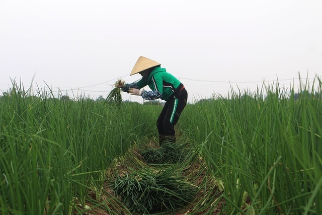 Hành lá rẻ như cho, bán 3 kg không mua nổi 1 cốc trà đá: Dân nhổ, vứt bỏ - Ảnh 9.