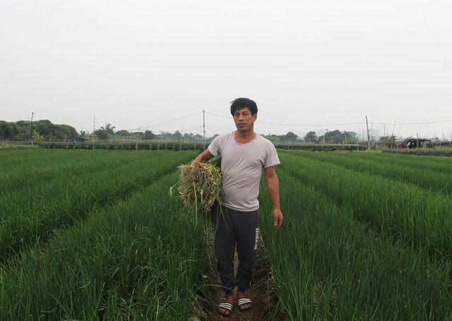 Hành lá rẻ như cho, bán 3 kg không mua nổi 1 cốc trà đá: Dân nhổ, vứt bỏ - Ảnh 4.