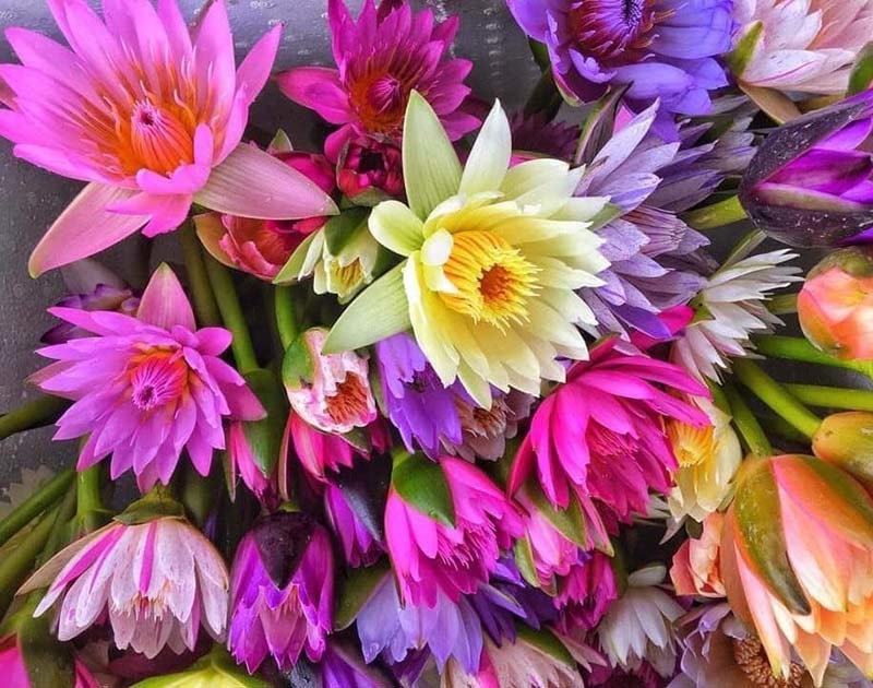 Chị em đua mốt chơi mới, hoa dại mọc hoang nay trở nên đắt đỏ - Ảnh 2. Chị em đua mốt chơi mới, hoa dại mọc hoang nay trở nên đắt đỏ - Ảnh 2.