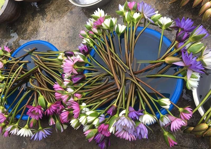 Chị em đua mốt chơi mới, hoa dại mọc hoang nay trở nên đắt đỏ - Ảnh 3. Chị em đua mốt chơi mới, hoa dại mọc hoang nay trở nên đắt đỏ - Ảnh 3.