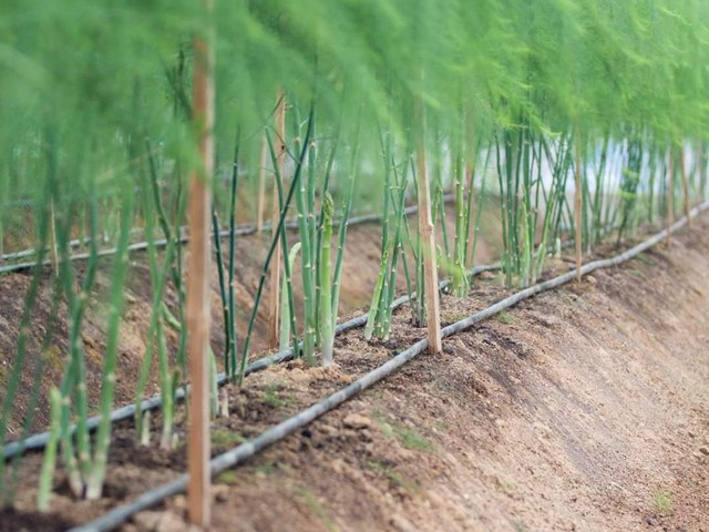 'Khu vườn của nắng' - mô hình trồng măng tây đem lại hiệu quả cao của chàng thanh niên Điện Biên - Ảnh 2.