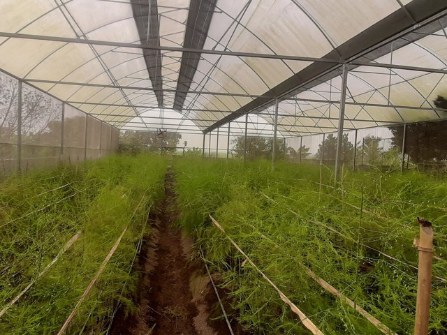 'Khu vườn của nắng' - mô hình trồng măng tây đem lại hiệu quả cao của chàng thanh niên Điện Biên - Ảnh 3.