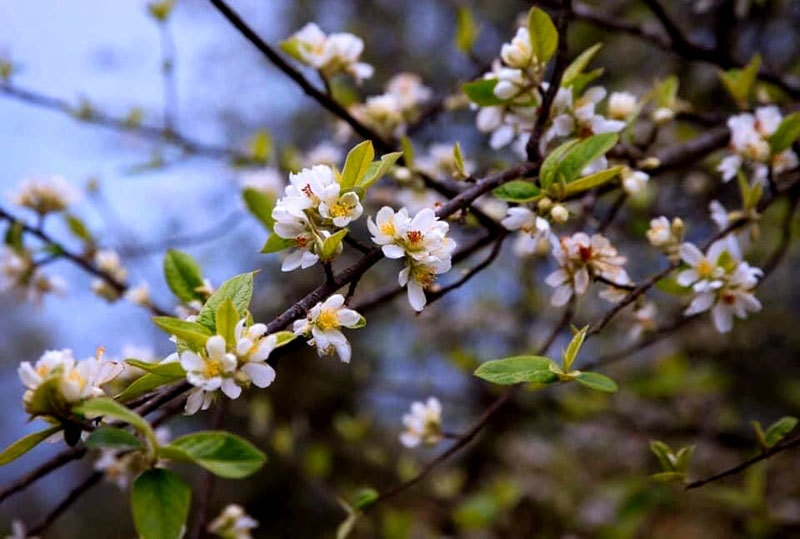 Bán 2.000 cành hoa rừng Tây Bắc, dân buôn hốt bạc triệu mỗi ngày - Ảnh 2.