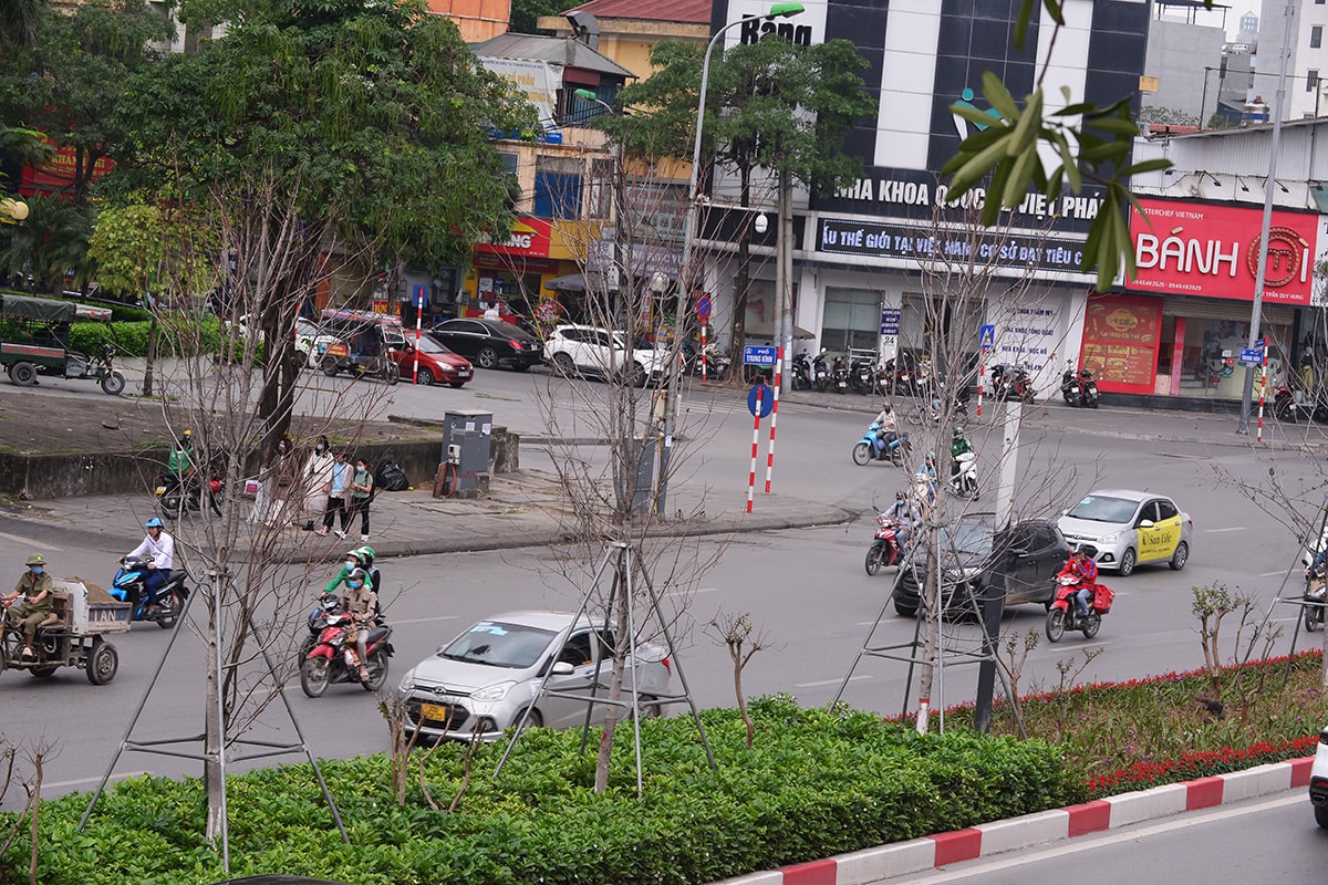 Hà Nội: Hàng cây phong lá đỏ trơ trụi như củi khô - Ảnh 4.