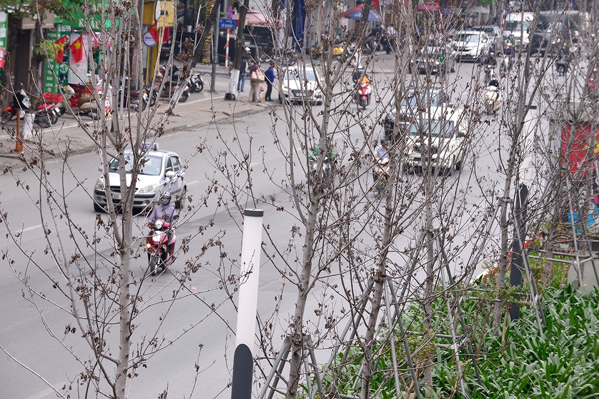 Hà Nội: Hàng cây phong lá đỏ trơ trụi như củi khô - Ảnh 9.