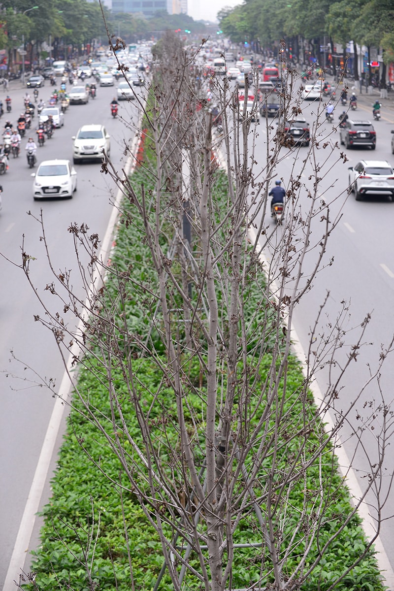 Hà Nội: Hàng cây phong lá đỏ trơ trụi như củi khô - Ảnh 2.