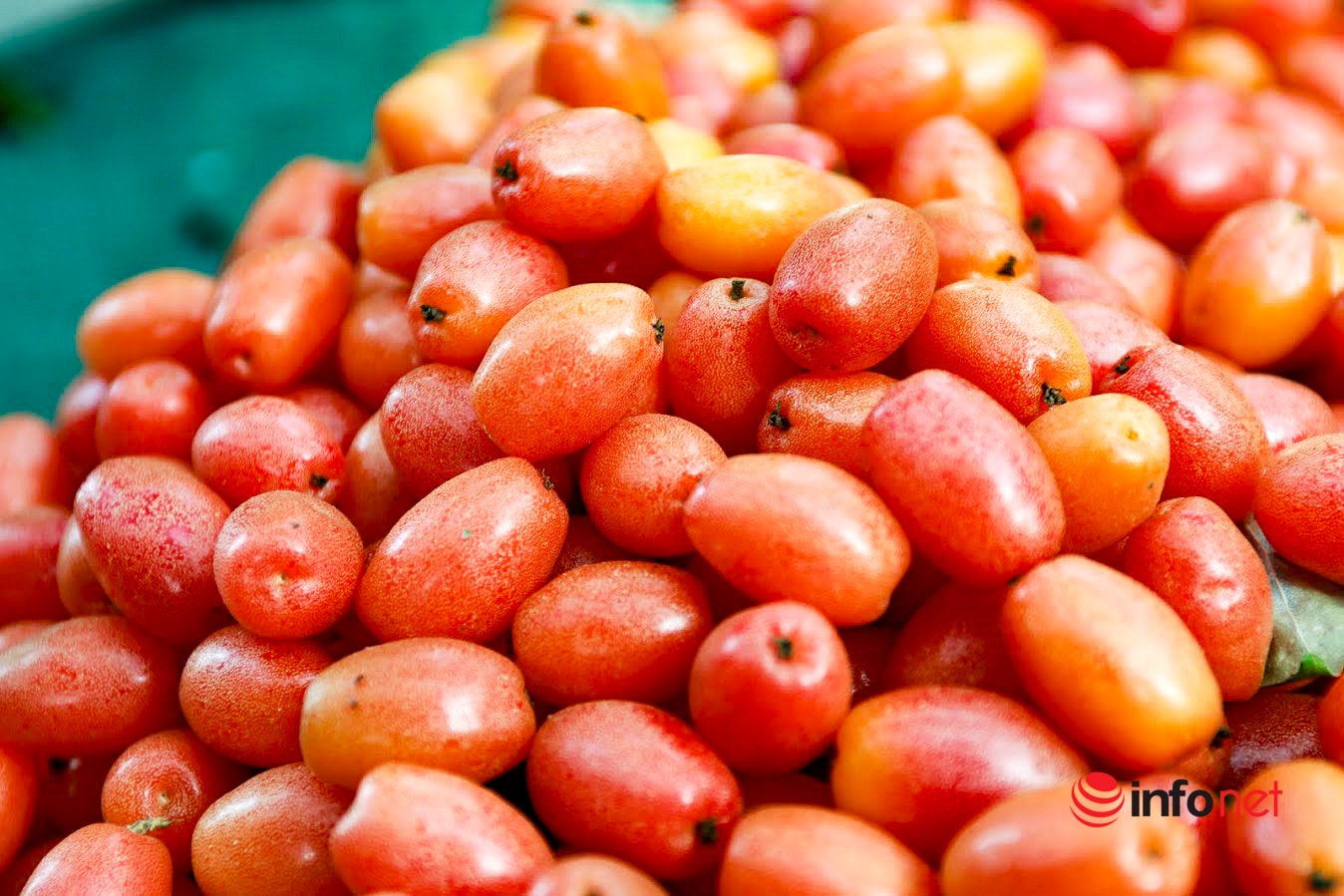 Trồng loại quả vừa chua vừa chát, người Hà Nội vẫn thu về trăm triệu đồng - Ảnh 4.