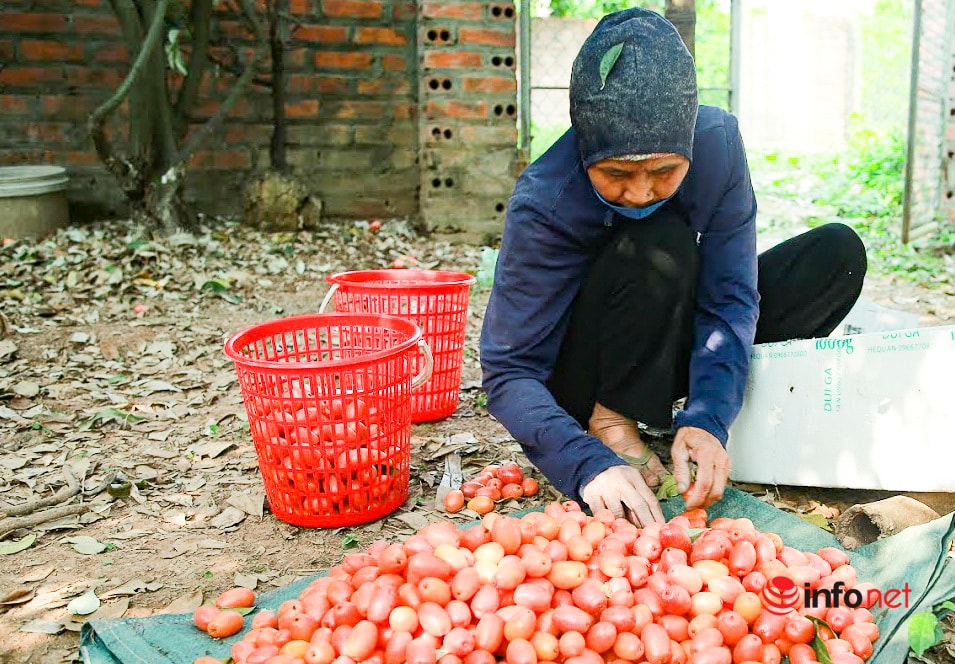Trồng loại quả vừa chua vừa chát, người Hà Nội vẫn thu về trăm triệu đồng - Ảnh 2.