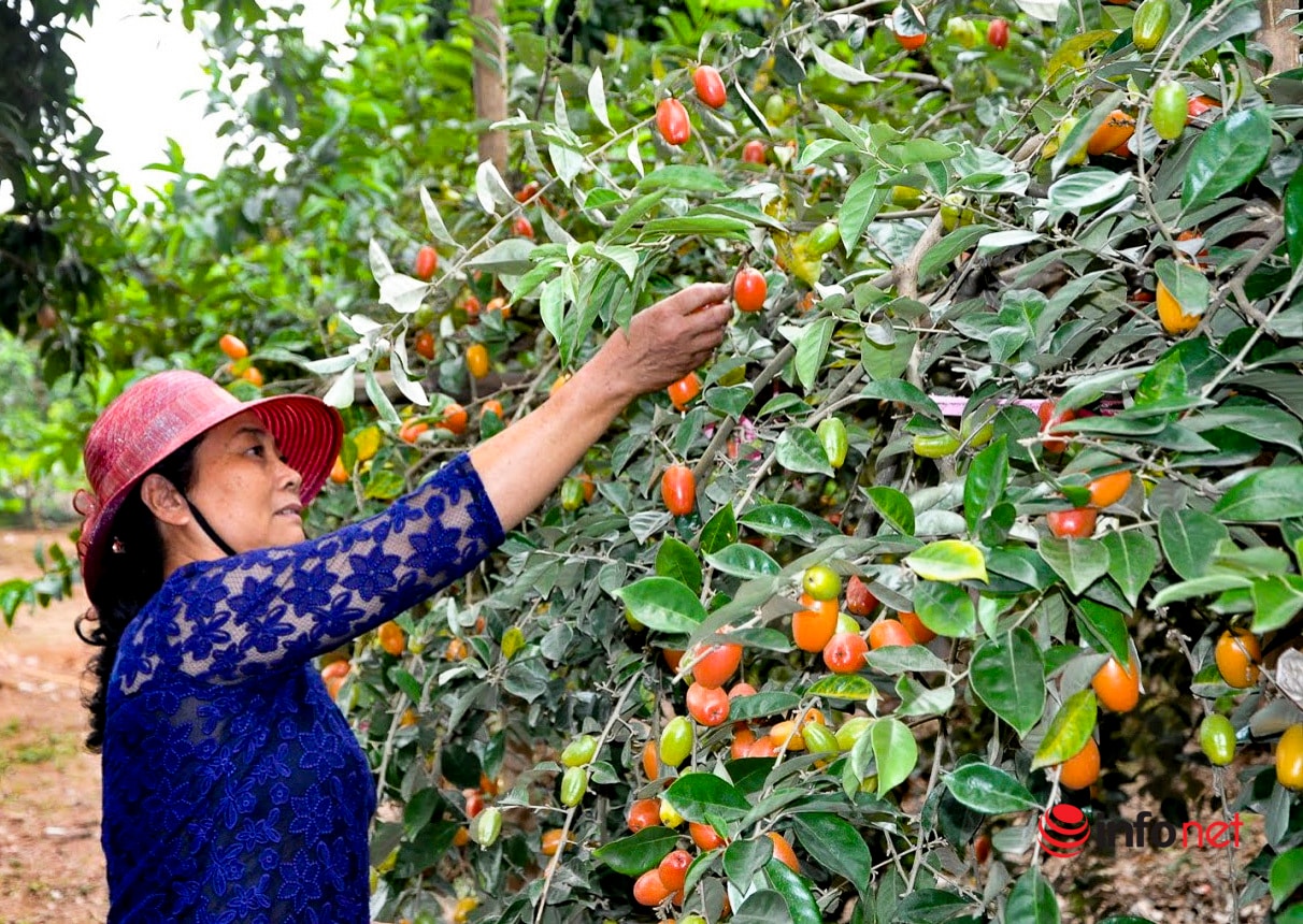 Trồng loại quả vừa chua vừa chát, người Hà Nội vẫn thu về trăm triệu đồng - Ảnh 3.
