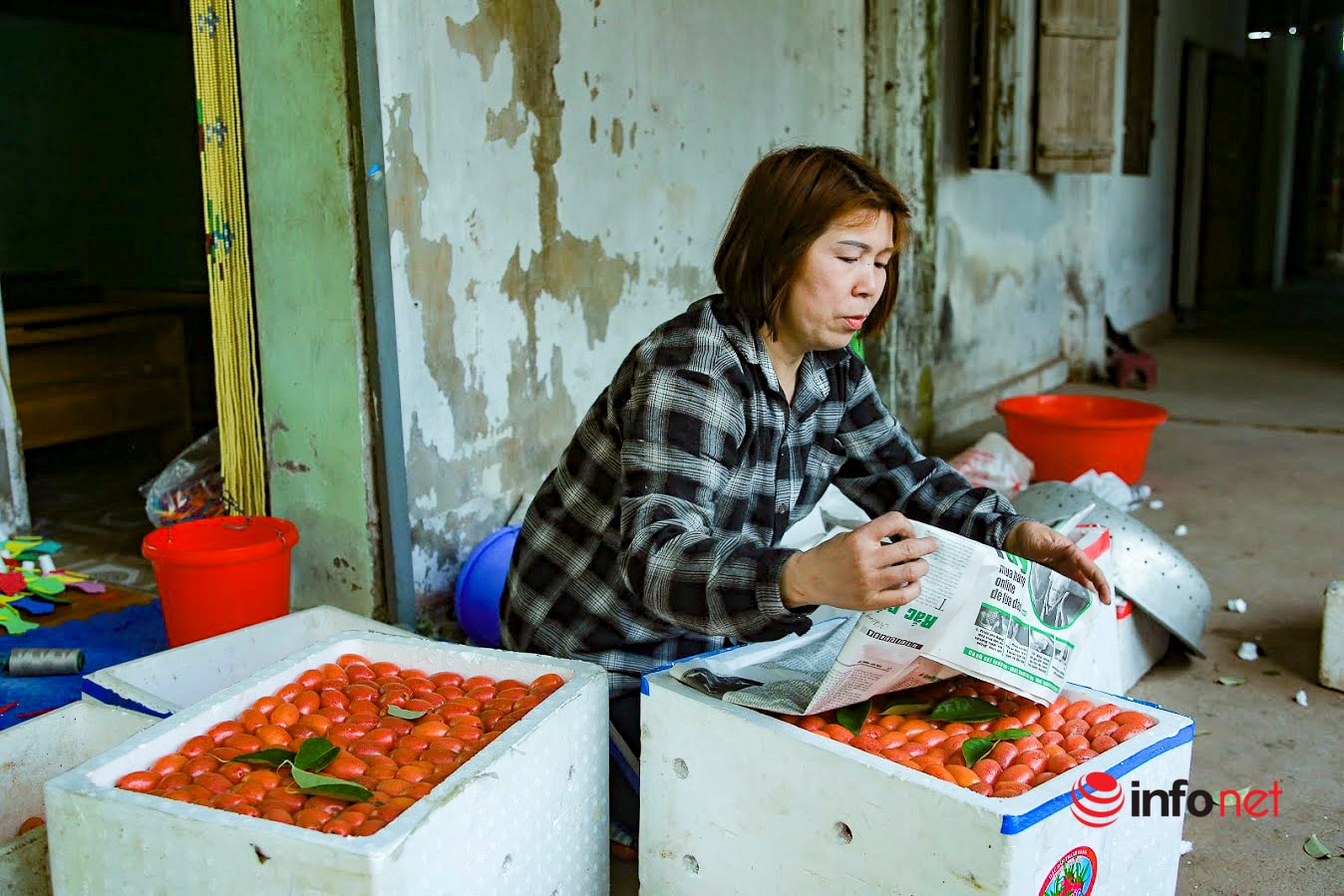 Trồng loại quả vừa chua vừa chát, người Hà Nội vẫn thu về trăm triệu đồng - Ảnh 6.