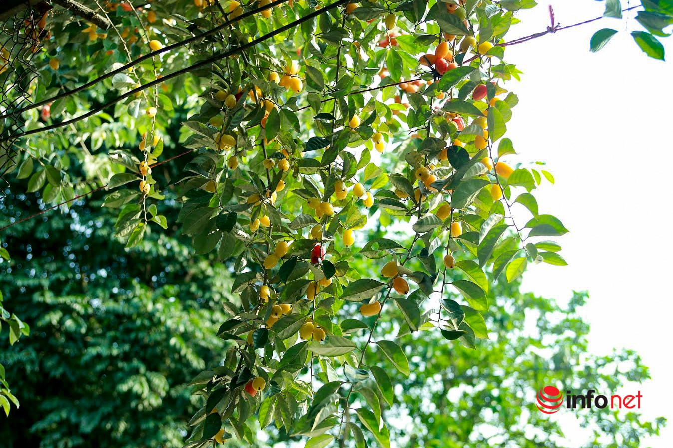 Trồng loại quả vừa chua vừa chát, người Hà Nội vẫn thu về trăm triệu đồng - Ảnh 7.
