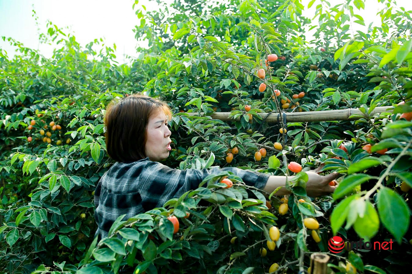 Trồng loại quả vừa chua vừa chát, người Hà Nội vẫn thu về trăm triệu đồng - Ảnh 9.