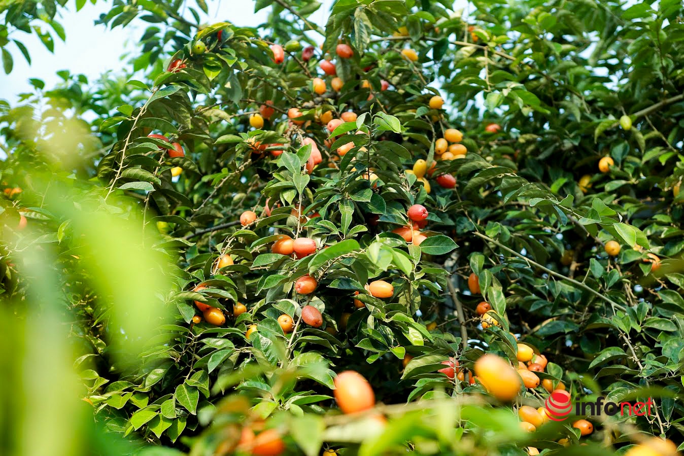 Trồng loại quả vừa chua vừa chát, người Hà Nội vẫn thu về trăm triệu đồng - Ảnh 8.