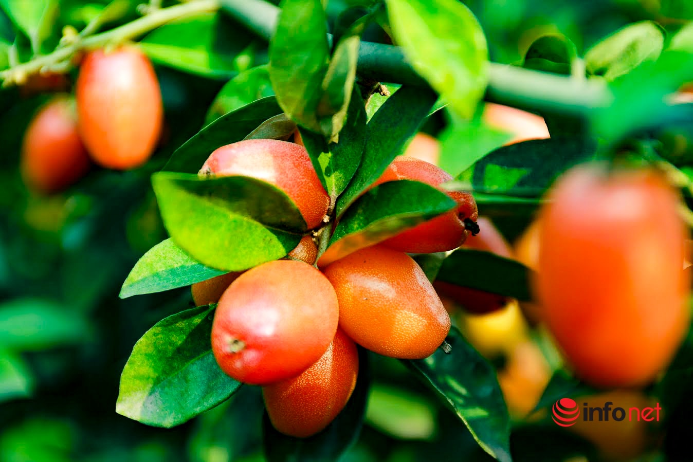 Trồng loại quả vừa chua vừa chát, người Hà Nội vẫn thu về trăm triệu đồng - Ảnh 10.