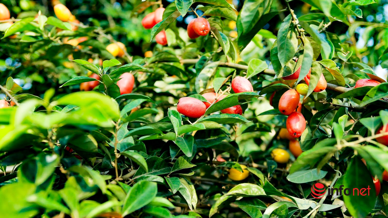 Trồng loại quả vừa chua vừa chát, người Hà Nội vẫn thu về trăm triệu đồng - Ảnh 11.