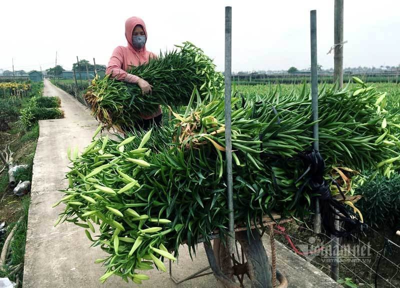 ‘Nữ hoàng tháng Tư’ nảy nở, ông chủ hối hả thu trăm triệu đồng - Ảnh 5.