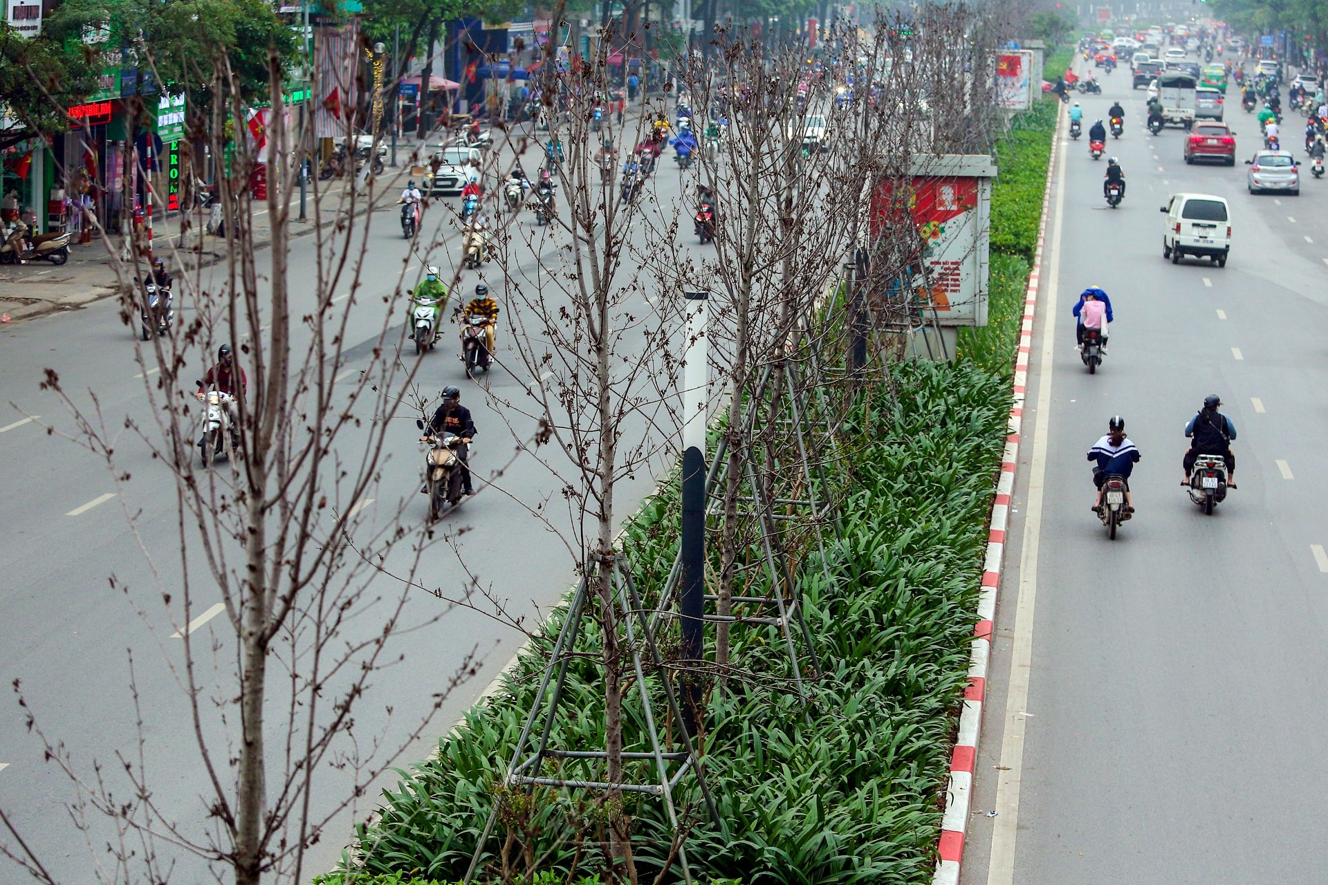 Cái chết của những cây phong lá đỏ ở Hà Nội - Ảnh 3.