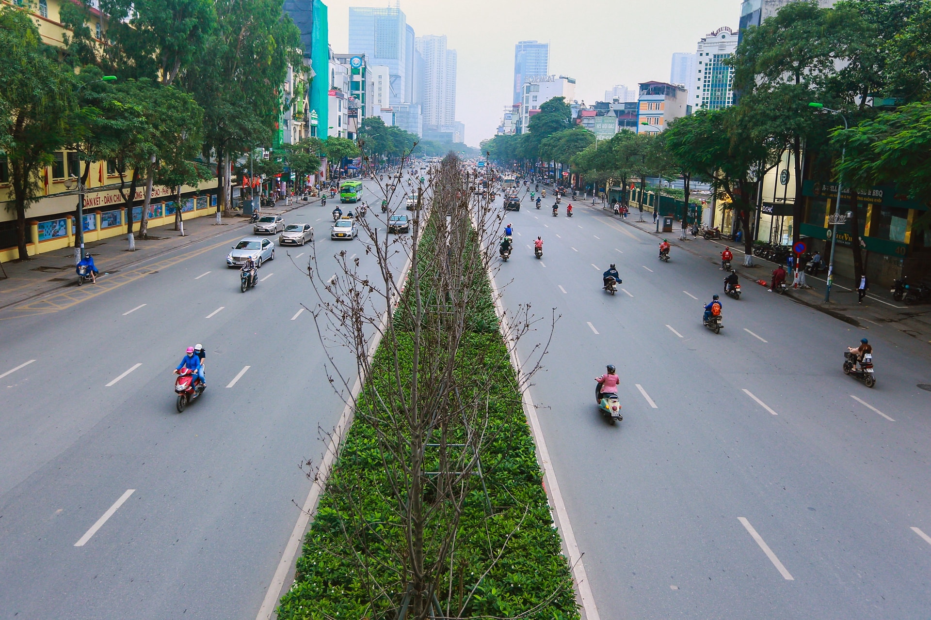 Cái chết của những cây phong lá đỏ ở Hà Nội - Ảnh 7.