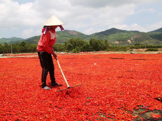 Ớt rớt giá 50 lần, bán 1kg không mua nổi gói mì tôm - Ảnh 1.