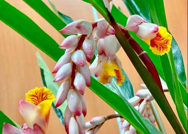 Hoa dại bờ bụi siêu đắt đỏ, mối buôn bán 2.000 cành/ngày - Ảnh 3.