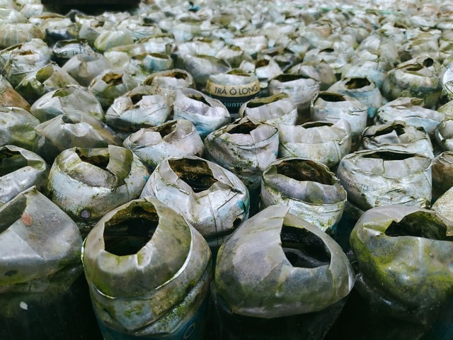 Nuôi cá trong chai, thu vài trăm triệu đồng/năm - Ảnh 4. Nuôi cá trong chai, thu vài trăm triệu đồng/năm - Ảnh 4.