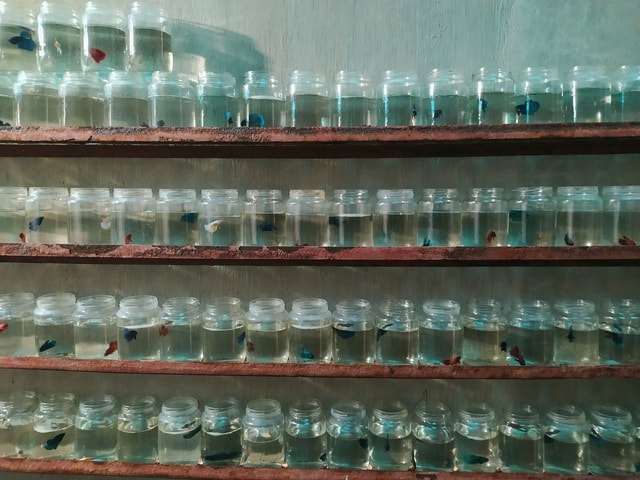 Nuôi cá trong chai, thu vài trăm triệu đồng/năm - Ảnh 6. Nuôi cá trong chai, thu vài trăm triệu đồng/năm - Ảnh 6.