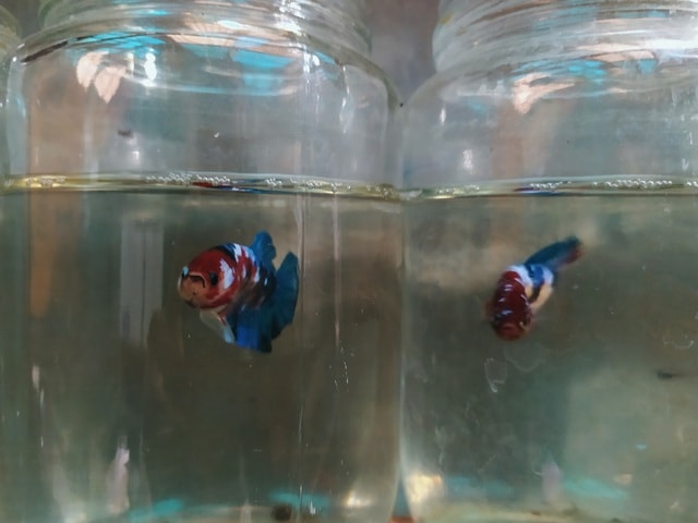 Nuôi cá trong chai, thu vài trăm triệu đồng/năm - Ảnh 5. Nuôi cá trong chai, thu vài trăm triệu đồng/năm - Ảnh 5.