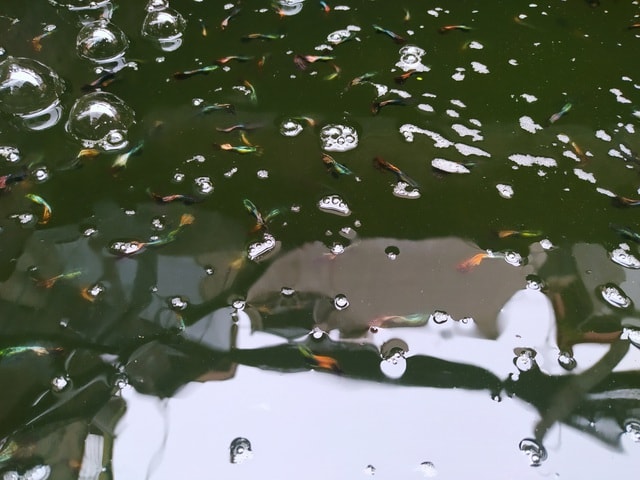 Nuôi cá trong chai, thu vài trăm triệu đồng/năm - Ảnh 7. Nuôi cá trong chai, thu vài trăm triệu đồng/năm - Ảnh 7.