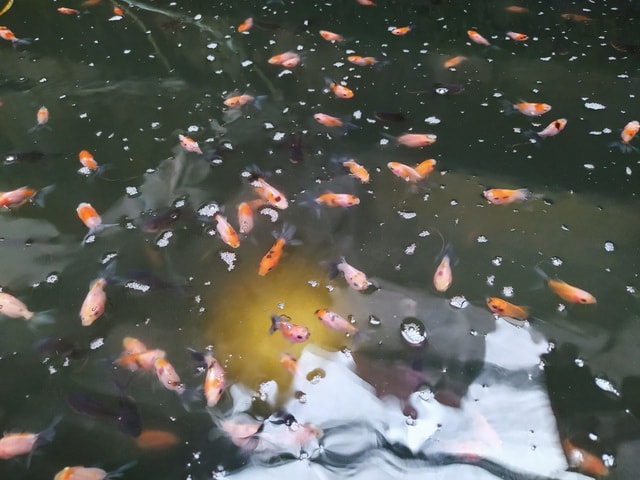 Nuôi cá trong chai, thu vài trăm triệu đồng/năm - Ảnh 8. Nuôi cá trong chai, thu vài trăm triệu đồng/năm - Ảnh 8.