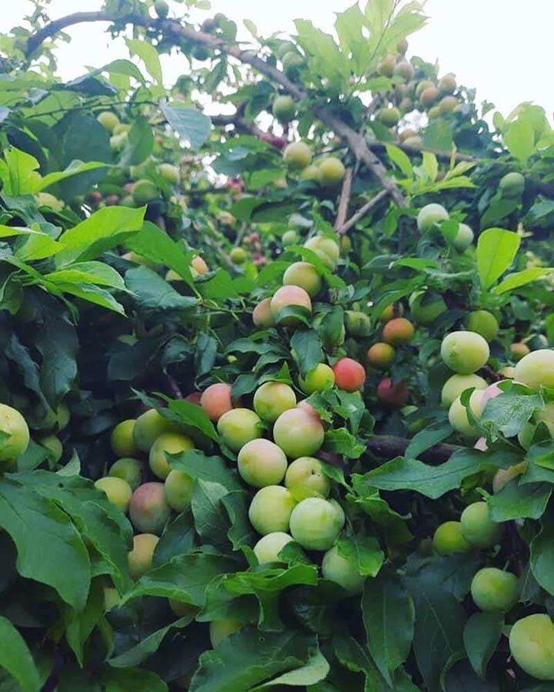 Mận cơm rớt giá thảm, bán 1kg không mua nổi cốc trà đá - Ảnh 3.