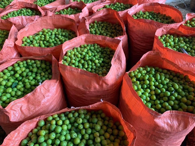 Mận cơm rớt giá thảm, bán 1kg không mua nổi cốc trà đá - Ảnh 4.