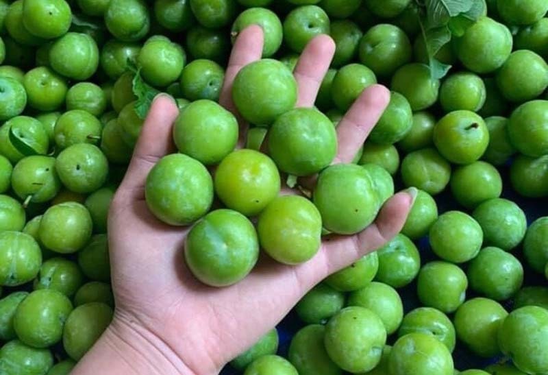 Mận cơm rớt giá thảm, bán 1kg không mua nổi cốc trà đá - Ảnh 2.