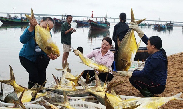 Kéo mẻ lưới bắt 300 con cá vàng rực, bán cả mớ thu 600 triệu đồng - Ảnh 1.