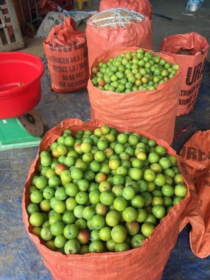 Mận cơm trượt giá còn 5.000 đồng/kg, dân mạng lại hô giải cứu - Ảnh 3.