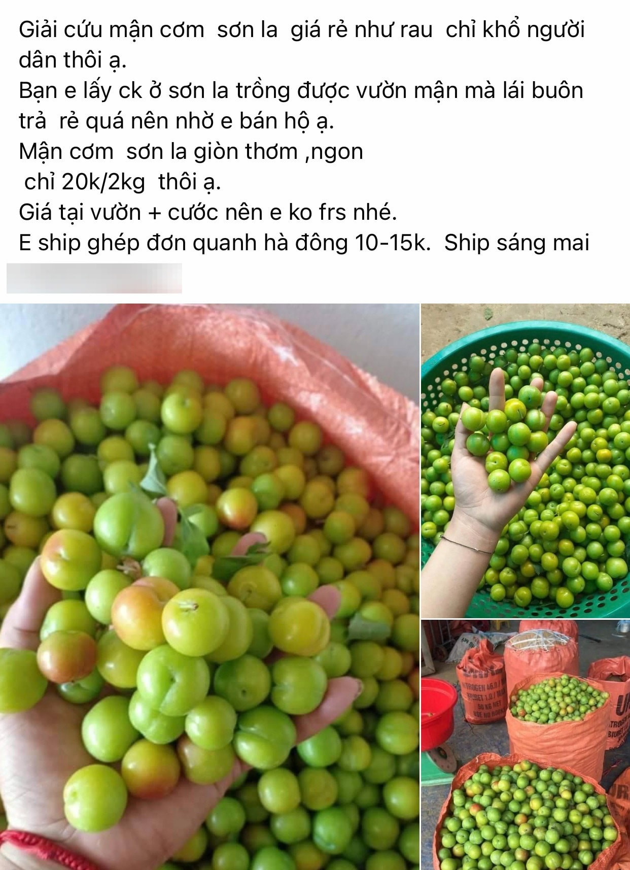 Mận cơm trượt giá còn 5.000 đồng/kg, dân mạng lại hô giải cứu - Ảnh 1.