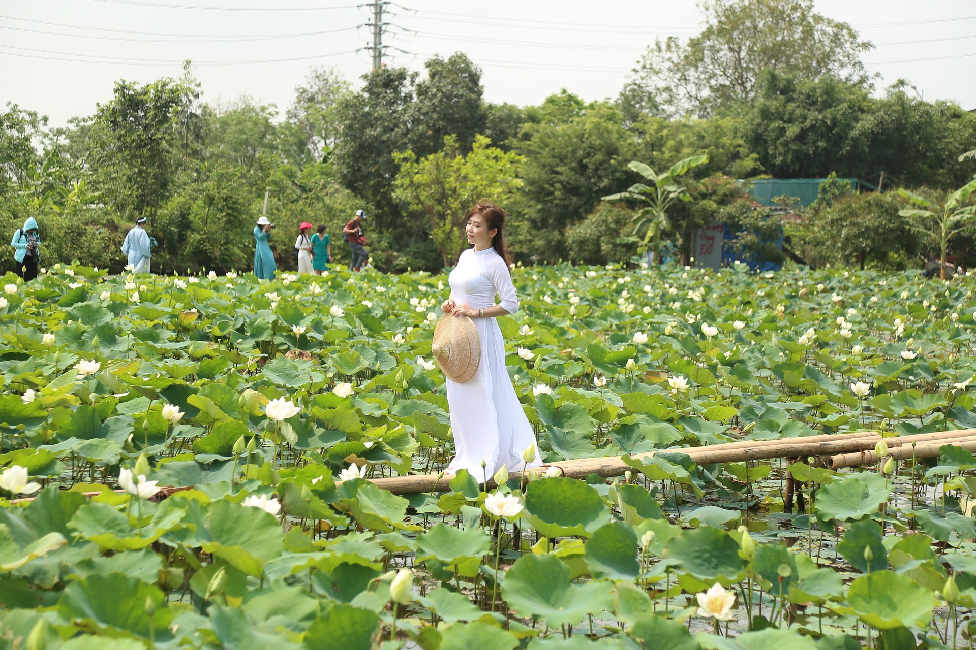 Hà Nội: Kiếm tiền triệu từ nghề trồng hoa sen trắng - Ảnh 4. Hà Nội: Kiếm tiền triệu từ nghề trồng hoa sen trắng - Ảnh 4.