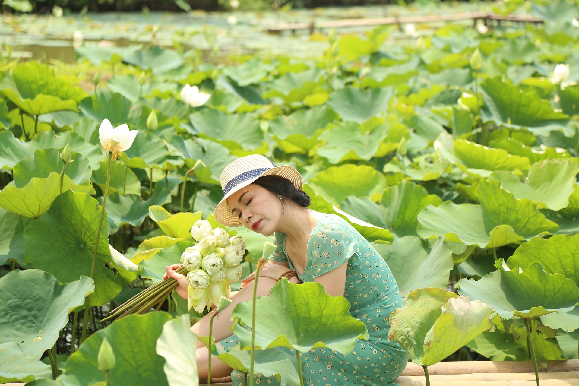 Hà Nội: Kiếm tiền triệu từ nghề trồng hoa sen trắng - Ảnh 8. Hà Nội: Kiếm tiền triệu từ nghề trồng hoa sen trắng - Ảnh 8.