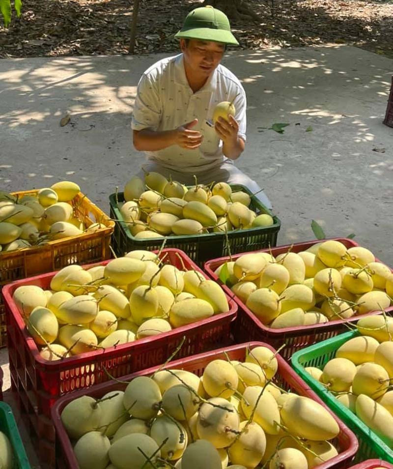 Tin buồn đầu mùa: Xoài Việt dội chợ, giá rẻ hơn rau - Ảnh 3.