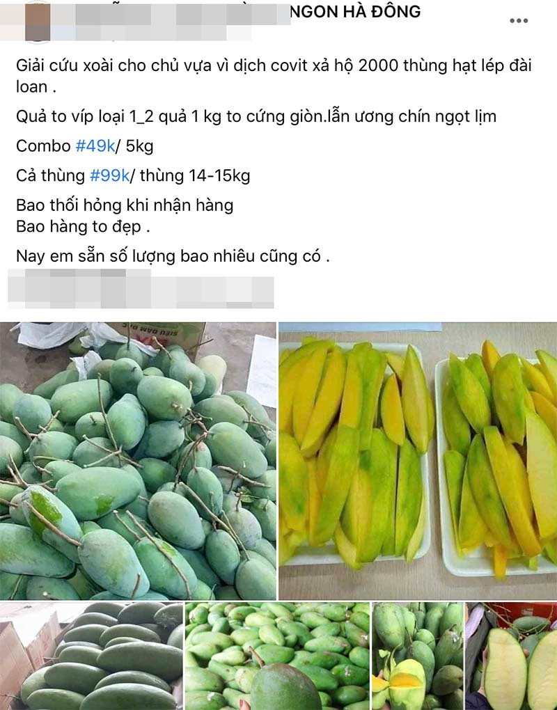 Tin buồn đầu mùa: Xoài Việt dội chợ, giá rẻ hơn rau - Ảnh 1.