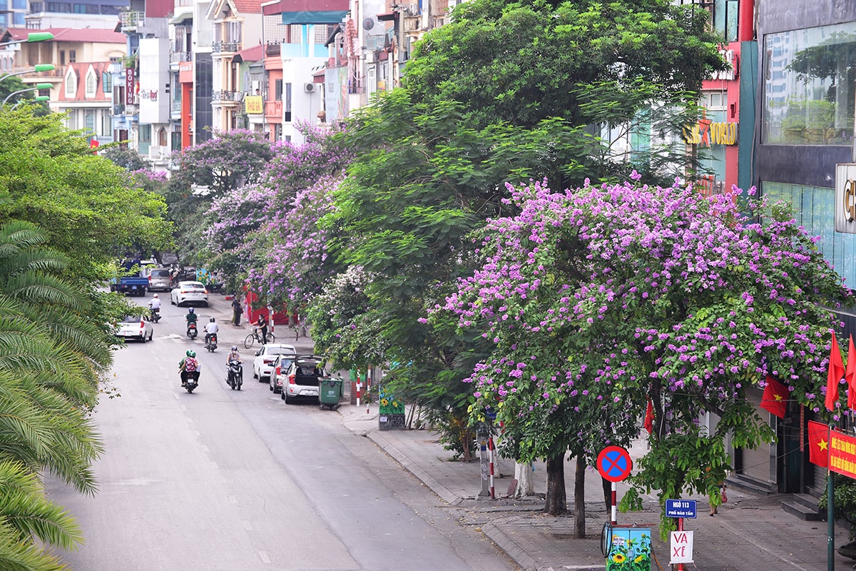Sắc tím hoa bằng lăng rực rỡ khắp trời Hà Nội - Ảnh 11.