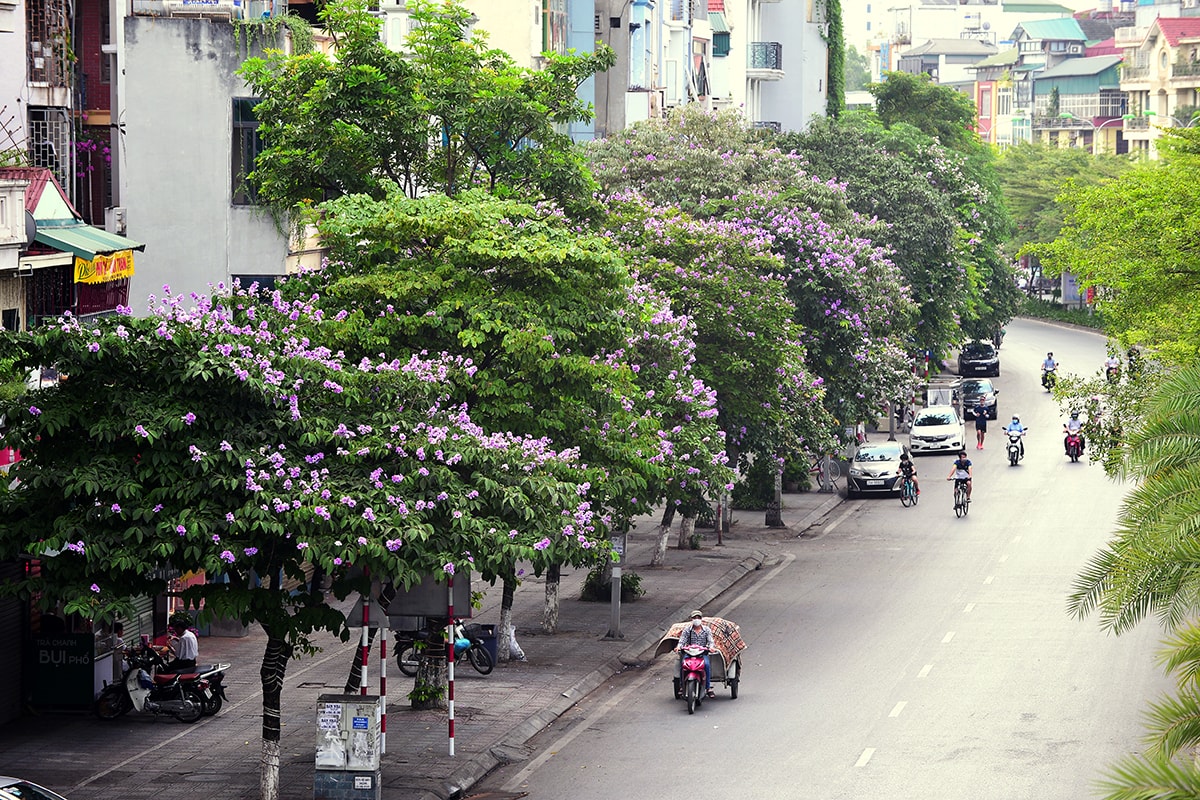 Sắc tím hoa bằng lăng rực rỡ khắp trời Hà Nội - Ảnh 12.