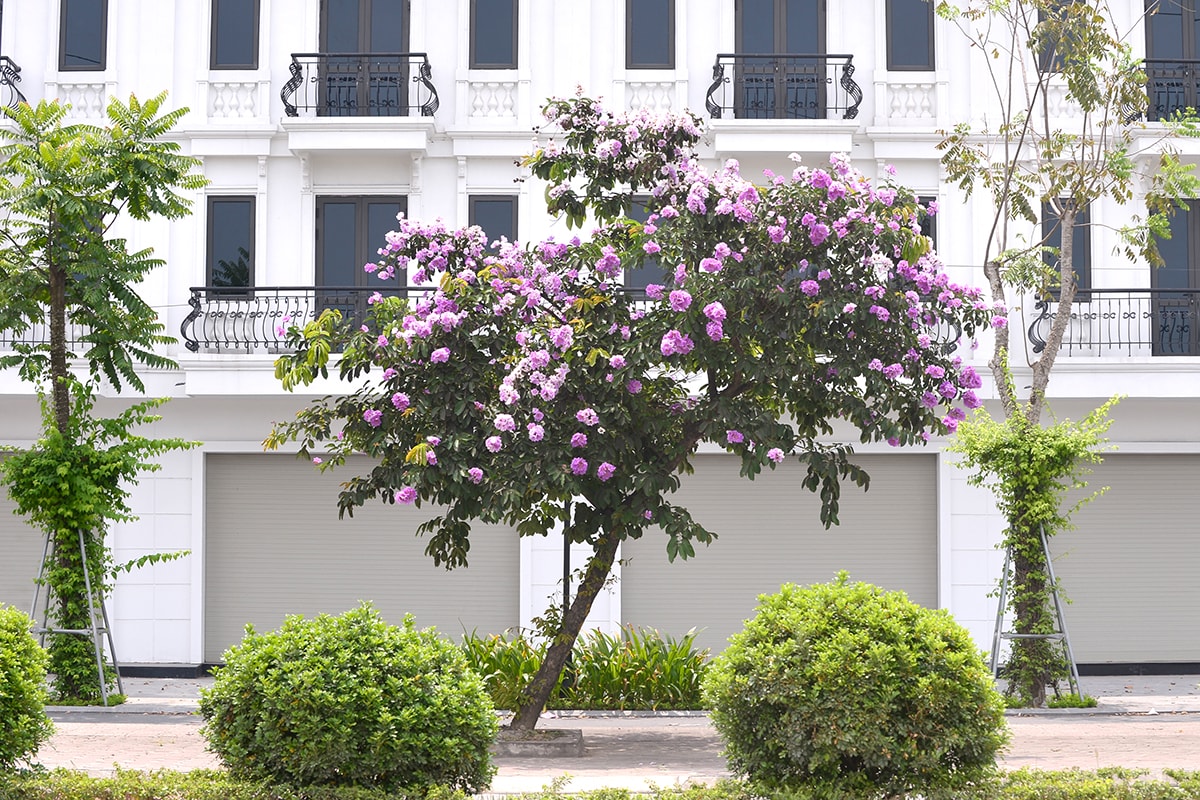 Sắc tím hoa bằng lăng rực rỡ khắp trời Hà Nội - Ảnh 3.
