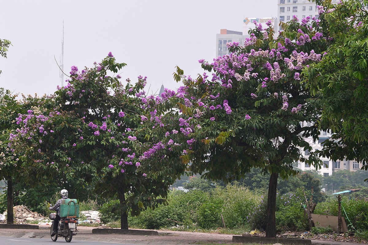 Sắc tím hoa bằng lăng rực rỡ khắp trời Hà Nội - Ảnh 5.